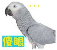 815009099