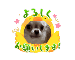 815323197