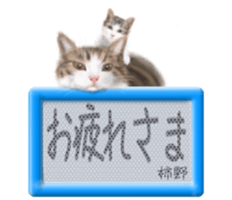 815507715