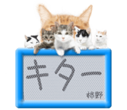 815507728