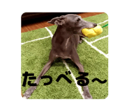 815528718