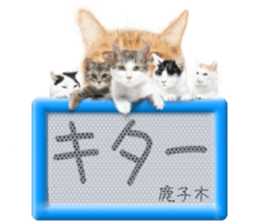 815632560