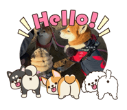 815653613