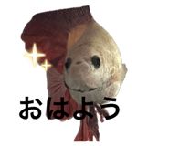 815803529