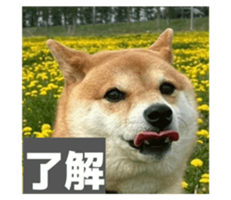 815804106