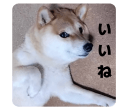 815804109