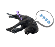 815844068