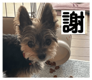 815887417