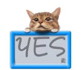 815892481