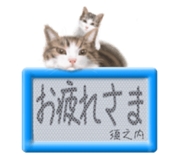 816099915