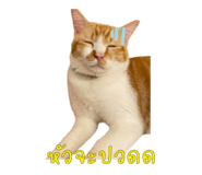 816223964