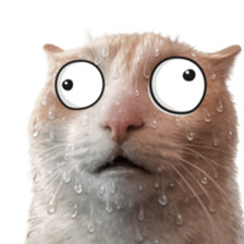 ลายที่ 5