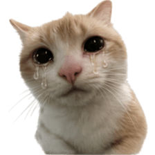 ลายที่ 35