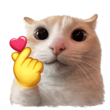 ลายที่ 43