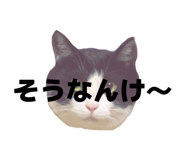 816251403