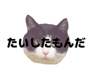 816251404