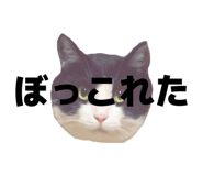 816251407