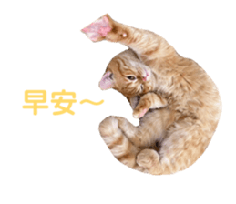 816375838