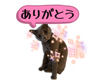 816513603