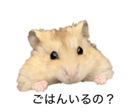 816550245