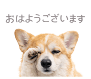 816583041