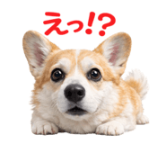 816583055