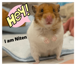 816673097