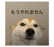 816718737