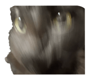 816768650