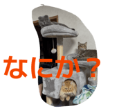 816823163