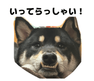 816952767