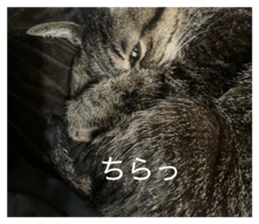 816962526