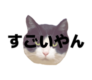 816976247