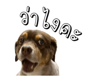 817022685