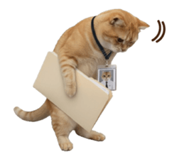 ลายที่ 23