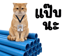 ลายที่ 37