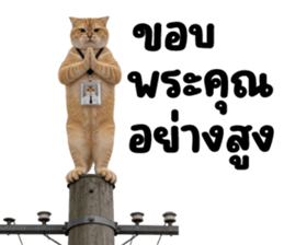 แมวส้มส้ม ❤️ ตัวตึงออฟฟิศ 3 รูปที่ 20
