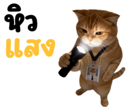 ลายที่ 43