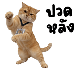 ลายที่ 47