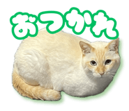 817300214