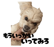 817409544
