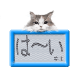 817453520