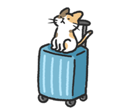 ลายที่ 51