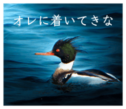 817631675