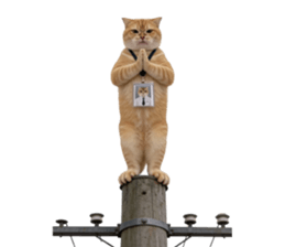 ลายที่ 39