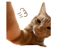 818003104