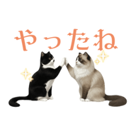 818100202
