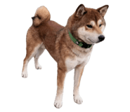 818101857