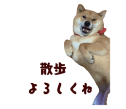 818109371