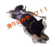 818196455